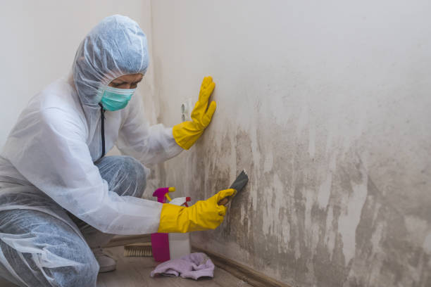 Best Toxic Mold Removal  in New Hope, MS