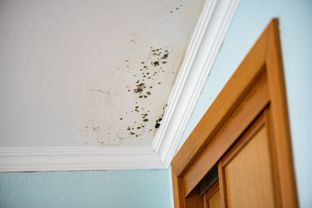 New Hope, MS Mold Removal Company