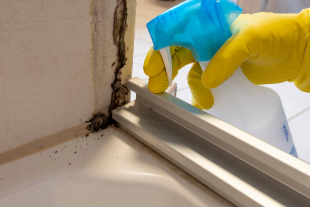 Best Best Mold Removal Companies  in New Hope, MS
