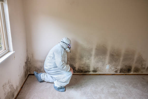 Best Home Mold Removal  in New Hope, MS