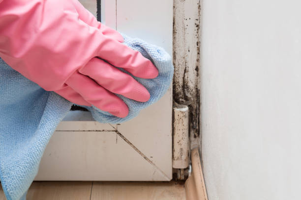 Office Mold Removal Services in New Hope, MS